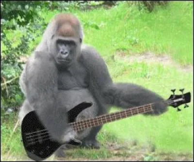 Avez-vous reconnu cet animal jouant de la guitare ?