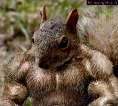 Jolis muscles monsieur l'...