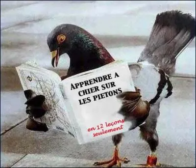 Quel est le titre du livre de cet oiseau ?