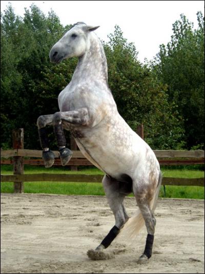 Comment s'appelle cette position du cheval ?