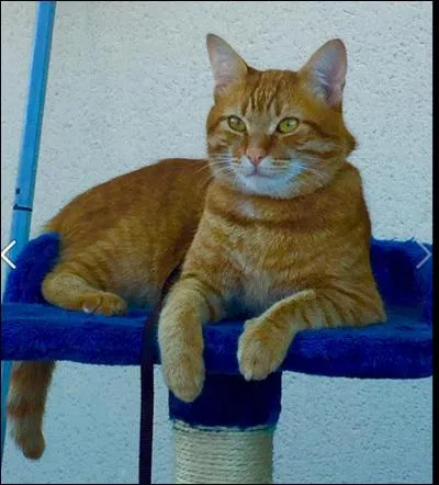 Qui a dit : "Les chats, c'est comme le papier, ça se froisse très vite." ?