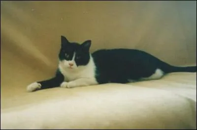 Que veut dire l'expression "Payer en chats et en rats" ?