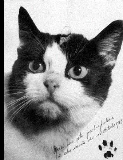 Belle réussite pour la fusée Véronique lancée le 18 octobre 1963 par les laboratoires CERMA dans le Sahara algérien. Quel animal a fait partie du voyage à titre expérimental ?