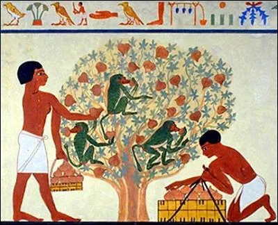 Les Égyptiens dressaient des babouins, aussi gourmands qu'eux pour les cueillir. Quel est le fruit dont ils étaient friands ?