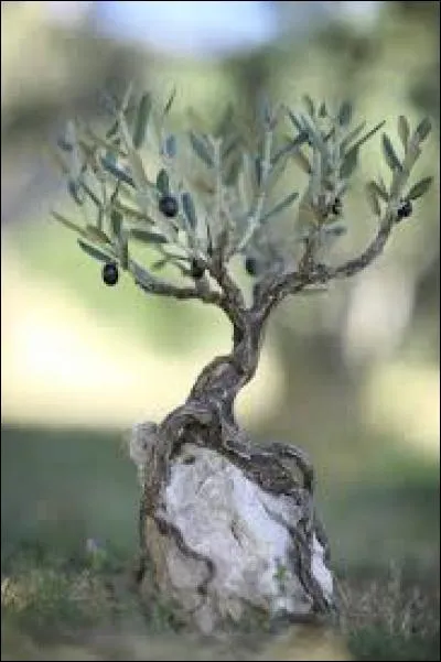 De quelle cité grecque l'olivier était-il le symbole ?