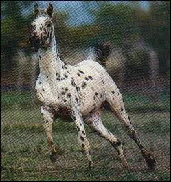 Quelle est cette race ?