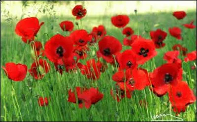 Comment appelle-t-on cette fleur ?