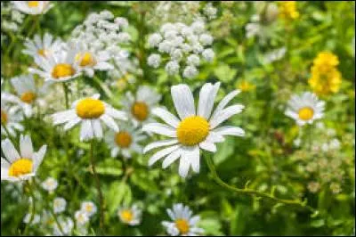 Comment appelle-t-on cette fleur ?