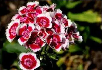 Comment appelle-t-on cette fleur ?