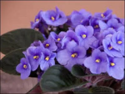 Comment appelle-t-on cette fleur ?