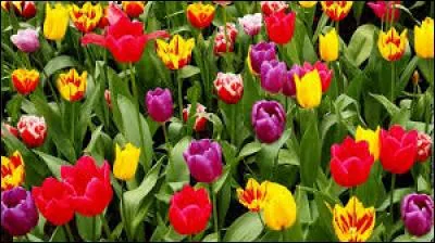 Comment appelle-t-on cette fleur ?