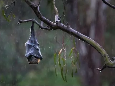 Attention de ne pas chuter sur la réponse !