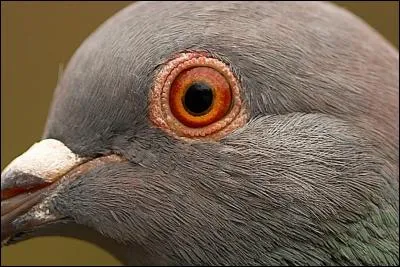 Plongez sur la bonne réponse, en piqué !