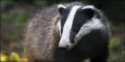 Trouvez ce titre par cette citation : Il est beau Blaireau !