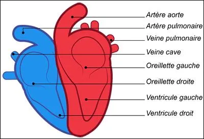 Là, franchement, si vous ne trouvez pas, ça me fend le coeur !