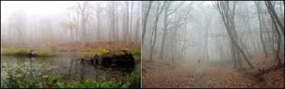 S'il y a du brouillard en novembre comment sera l'hiver ?