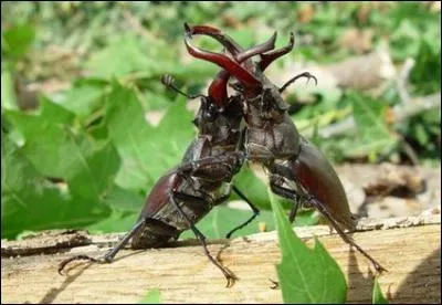 Travaillez, prenez de la "pêne", et trouvez la clé par les initiales !