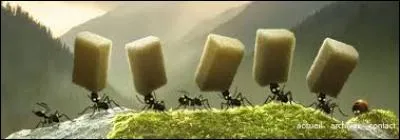 Si vous ne développez pas la solution, restez couchés !