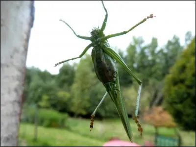 Survolez l'obstacle et trouvez la bonne réponse !