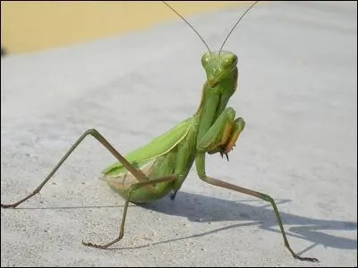 Ce n'est pas la posture du tigre, ni celle du dragon, encore moins celle du serpent, trouvez le sport !