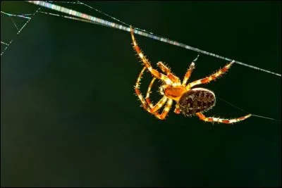 Le revers de cet animal est foudroyant, et il n'hésite pas à monter au filet !