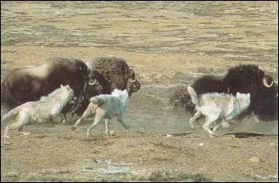 Il est connu pour ne pas manquer d'air, trouvez le sport !