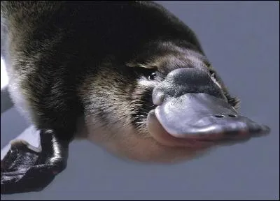 Prouvez que vous ne manquez pas d'air, et visez juste !