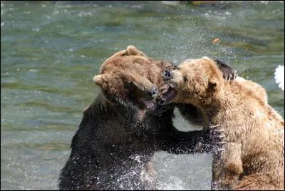 Solide sur ses appuis, il peut vous coller un ippon sans aucun effort !