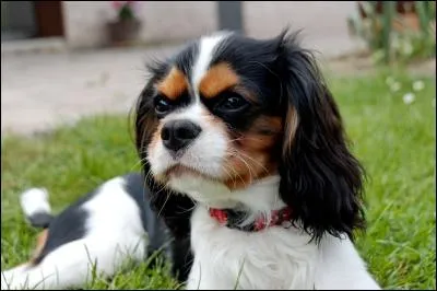 Quelle est cette race de chiens ?