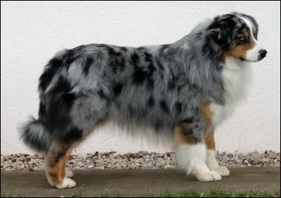 Quelle est cette race de chiens ?