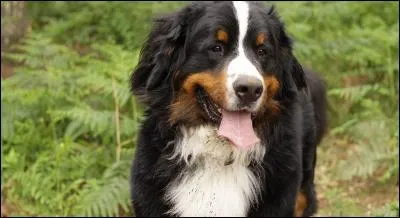 Quelle est cette race de chiens ?