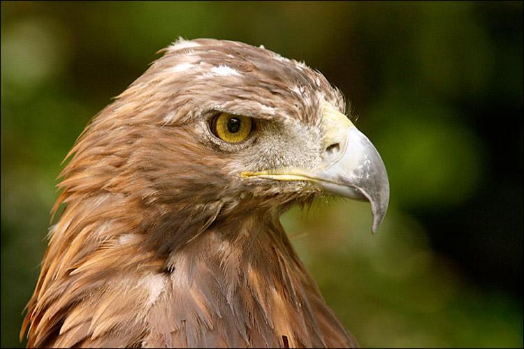 quel animal est embleme des etats-unis