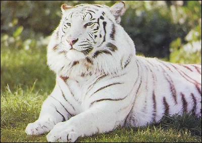 Le tigre blanc est/a :