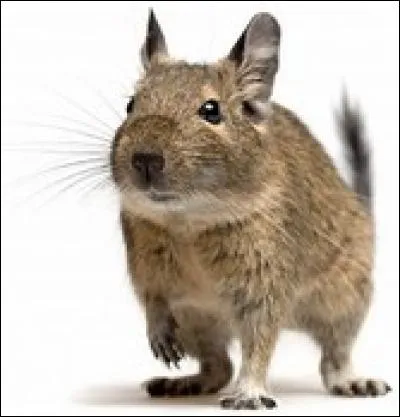 Qu'est-ce qu'un chinchilla ?