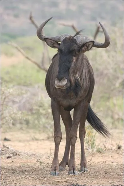 Quel animal est un gnou ?
