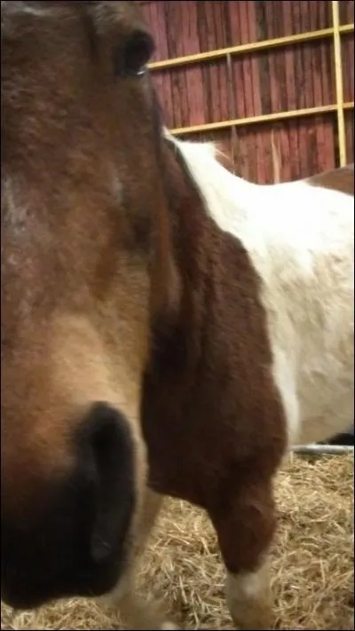 À partir de quelle taille parle-t-on d'un cheval ?