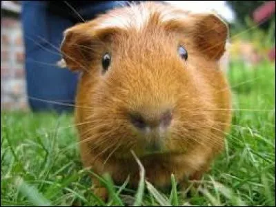 Qu'aiment les cochons d'Inde ?