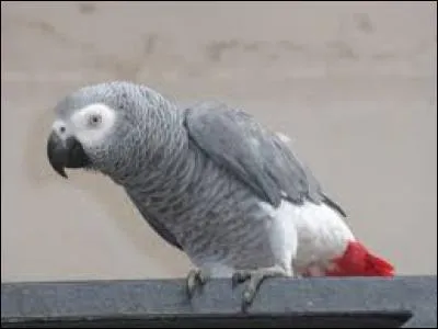 Quel est le cri du perroquet inventé par les gens ?