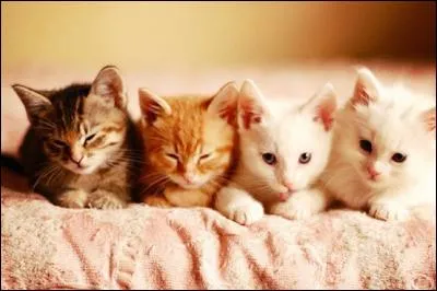 Quel est votre animal favori ?