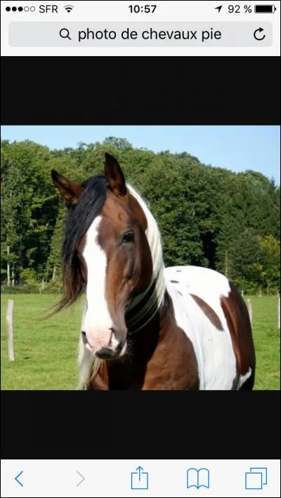 Quand un cheval est pie, de quelle couleur est-il ?