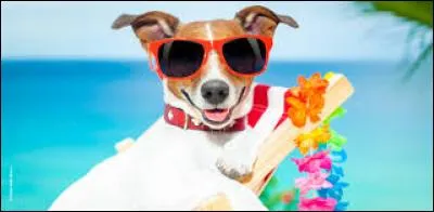 En vacances...Tu préfères :