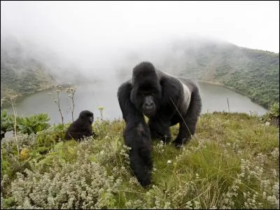Il tient la flemme olympique !