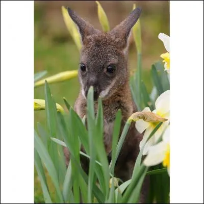 Palindrome ferroviaire !