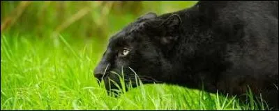 "P" comme "panthère". Cliquez sur la photo où l'on ne voit pas un représentant de cette espèce féline :