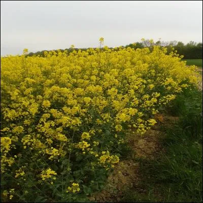De quel État ayant un roi à sa tête vient le nom de ces plantes dont on fait de l'huile entre autres choses ?