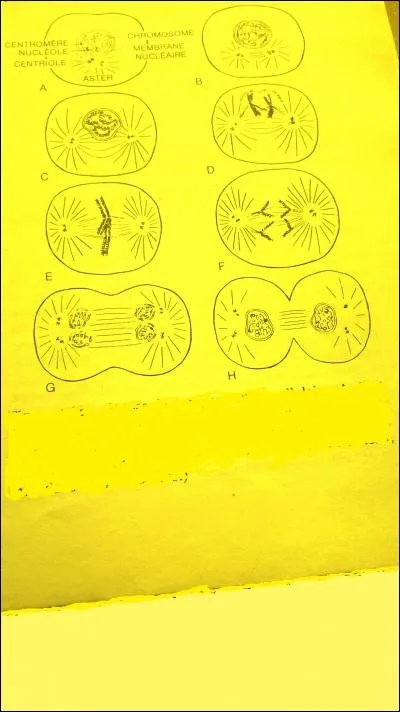 L'étape de la division indiquée par la lettre E s'appelle...