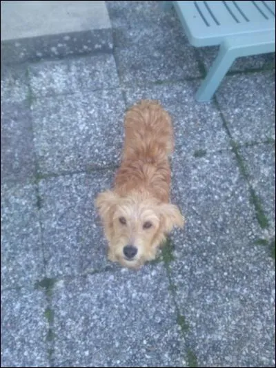 De quelle race est ce chien ?