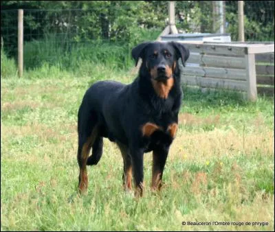 De quelle race est ce chien ?