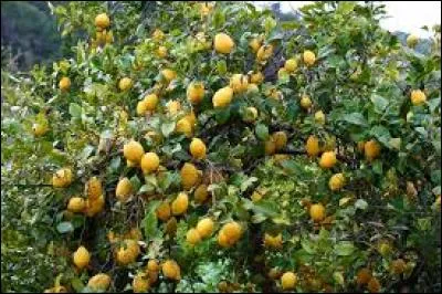 Quel fruit pousse sur un citronnier ?