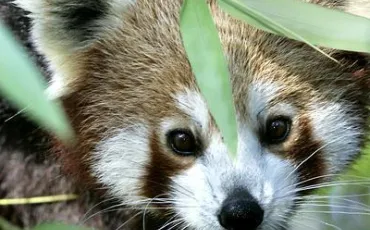 Quiz Animaux